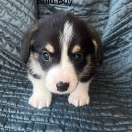 Pretty Bold Boy - Black and tan male Pembroke Welsh Corgi puppy in Blaine, Tennessee from Rose Brier Pembroke Welsh Corgis