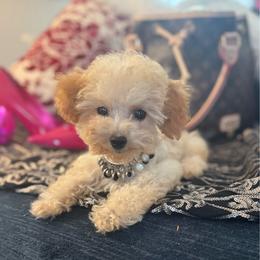 Tiffany - Apricot female Poodle puppy in Taylorsville, North Carolina from SilverLining highlands and hounds
