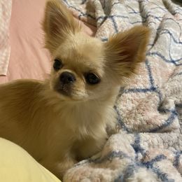 JoJo - Chihuahua