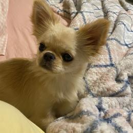 JoJo - Chihuahua