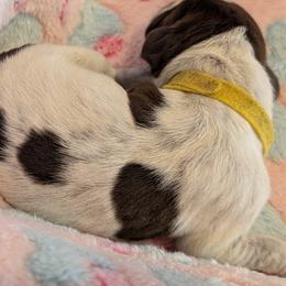 German Shorthaired Pointer Puppies from Hanaway GSPs