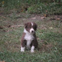 Border Collie, English Setter, and Miniature American Shepherd Puppies from First Harmony Farms