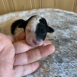 Harley - Parti female Poodle puppy in Haddam, Kansas from Golden B Acres
