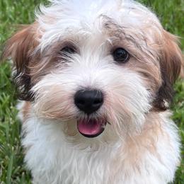 Evangeline Girl 2 - Red female Havanese puppy in Rayne, Louisiana from Cajun Coast Havanese