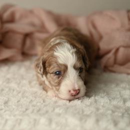 Sparkler - Red merle female Aussiedoodle puppy in Lincoln, California from Frenchie LOVE and Doodles