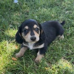 Onyx - Black and cream female Dachshund puppy in Lexington, Oklahoma from BooneDox Miniature Dachshunds