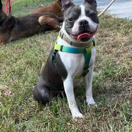 BB - Boston Terrier