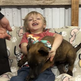 Boy 4 - Yellow Dutch Shepherd puppy in Sierra Vista, Arizona from KnightWatch K-9