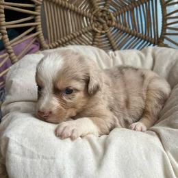Ginger - Red merle female Australian Shepherd puppy in Grants Pass, Oregon from Carmel Mountain Aussies