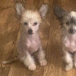 Chinese Crested Puppies from DeBahTrio Chinese Cresteds