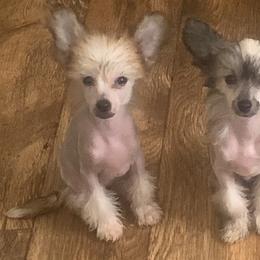 Chinese Crested Puppies from DeBahTrio Chinese Cresteds