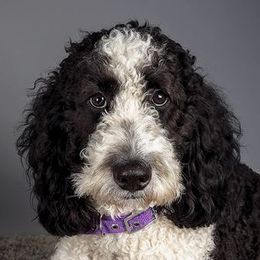 mango - Goldendoodle