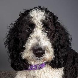 mango - Goldendoodle