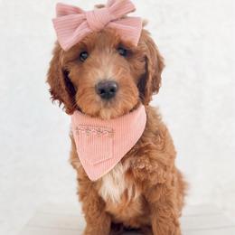 GUARDIAN HOME - Holly - Apricot female Goldendoodle puppy in California City, California from Summer Sun Doodles
