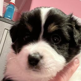 Girl 1 - Black Miniature Australian Shepherd puppy in Corydon, Indiana from Arbuckle’s Lookin Good Aussies (LGA)