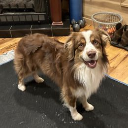 Gage - Australian Shepherd