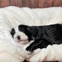 American Eskimo Dog and Bernedoodle Puppies from Shadow Kennels