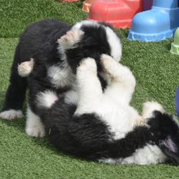 Old English Sheepdog Puppies from Roland Hills Farm