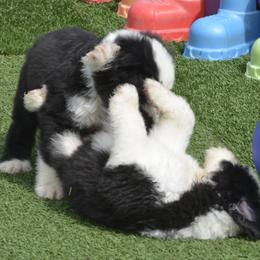Old English Sheepdog Puppies from Roland Hills Farm