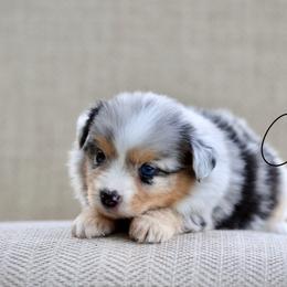 Valentina is a blue merle female with blue eyes. - Blue merle female Miniature Australian Shepherd puppy in Prague, Oklahoma from Clay Creek Aussies