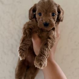 Bernedoodle, Goldendoodle, and Poodle Puppies from Beach Doodles