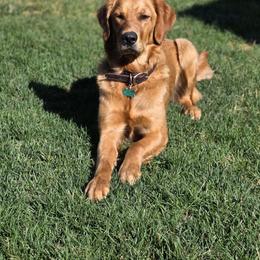 Golden Retriever All Grown Up from Big Sandy Golden Retrievers