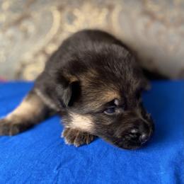 Blue collar boy - Black and red male German Shepherd puppy in Coleta, Illinois from Four Leaf Farm- Vom Vierblättriges Bauernhof