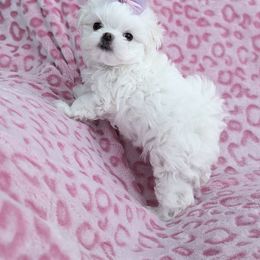 Maltese Puppies from Bratpackbabydolls