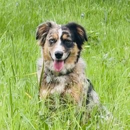 Suki - Miniature Australian Shepherd