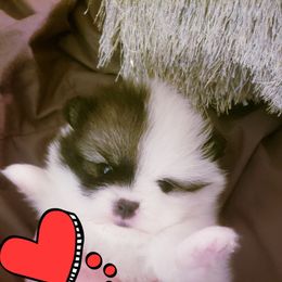 Pomeranian Puppies from Picky Chic Pomeranians