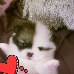 Pomeranian Puppies from Picky Chic Pomeranians