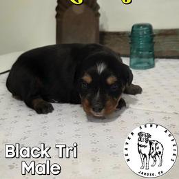 Reuben - Black tri male Miniature Australian Shepherd puppy in Jaroso, Colorado from Heaven Sent Aussies