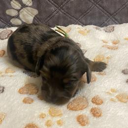 RUMI - Dapple female Dachshund puppy in Elizabethtown, Kentucky from Teeny Tiny Puppy Tails