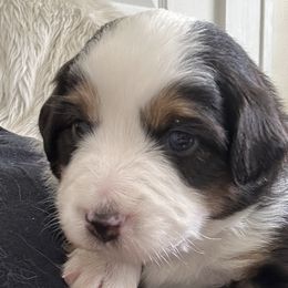 Cider - Miniature Australian Shepherd puppy from Mill Creek Miniature Australian Shepherd