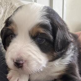 Cider - Miniature Australian Shepherd puppy from Mill Creek Miniature Australian Shepherd
