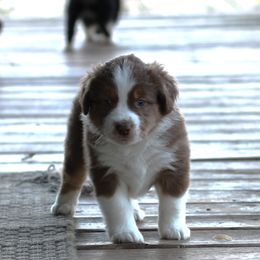 Louie - Red tri male Miniature Australian Shepherd puppy in Gretna, Virginia from Adams Acres Cattle Dogs