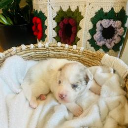 Goose - Merle male Pomsky puppy in Greenville, South Carolina from Thicketty Mountain Pomskies