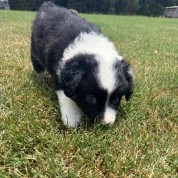 Delta - Black tri male Miniature Australian Shepherd puppy in Weatherford, Texas from F & T Aussies