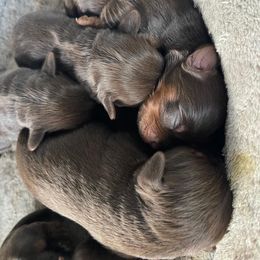 Boy 1 - Yorkshire Terrier puppy in Waianae, Hawaii from Makanalani Yorkies and Iggys