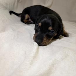 Boy 2 - Black and tan male Dachshund puppy in Texarkana, Arkansas from Cadie Bounds