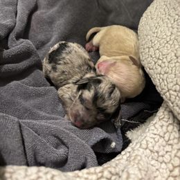 Merle - Merle male Goldendoodle puppy in Fort Myers, Florida from Daisy Doodles LLC