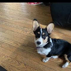 Arya - Pembroke Welsh Corgi