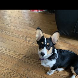 Arya - Pembroke Welsh Corgi