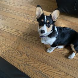 Arya - Pembroke Welsh Corgi