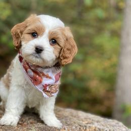 Cavapoo, Cockapoo, and Poodle Puppies from Heavenly puppies to love