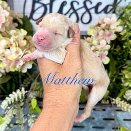 Matthew - Apricot male Pyredoodle puppy in Bowling Green, Ohio from FDF Pyredoodles & Bernedoodles
