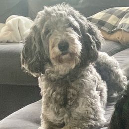 Bernedoodles and Labradoodles from County Line Kennels