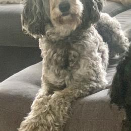 Bernedoodles and Labradoodles from County Line Kennels