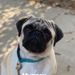 Mugzey - Pug