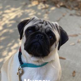 Mugzey - Pug